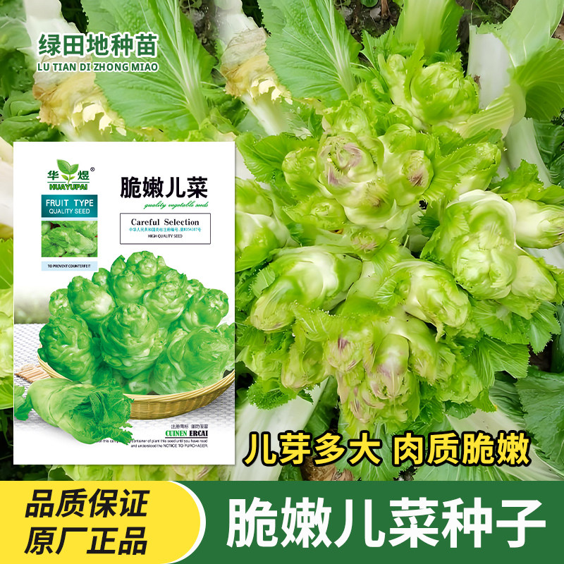 脆嫩儿菜种子田园蔬菜种籽