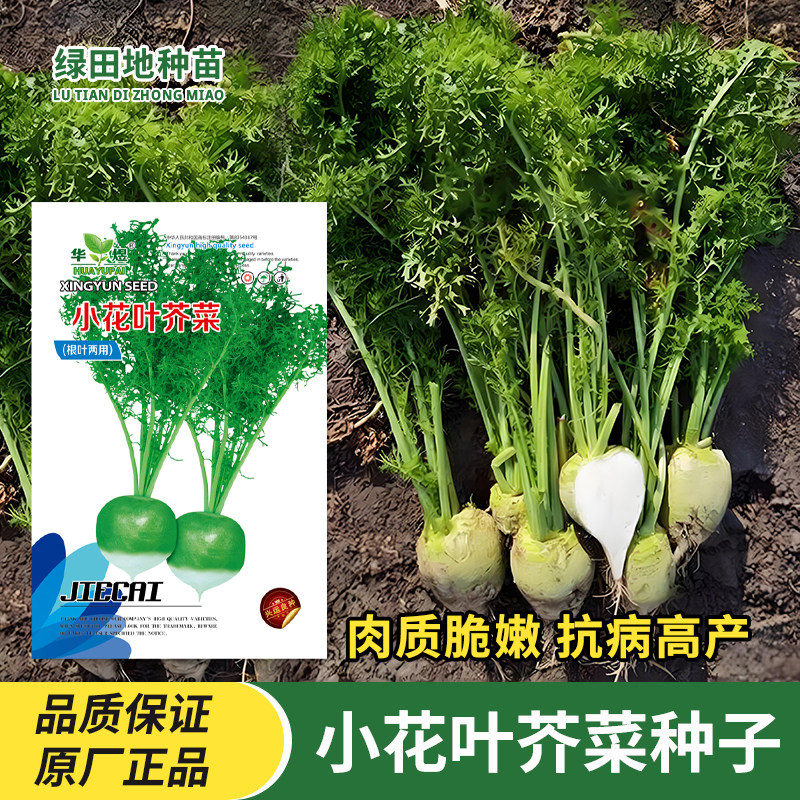 小花叶芥菜种子光头芥菜芥菜疙瘩介菜籽种大头菜春秋季蔬菜种子籽