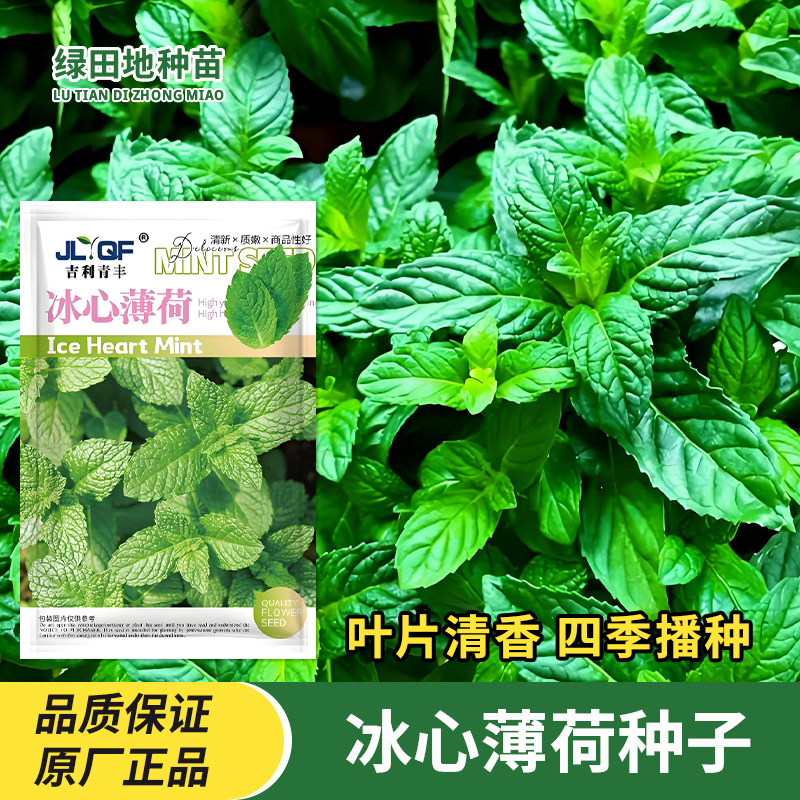 冰心薄荷种子香草观叶种子