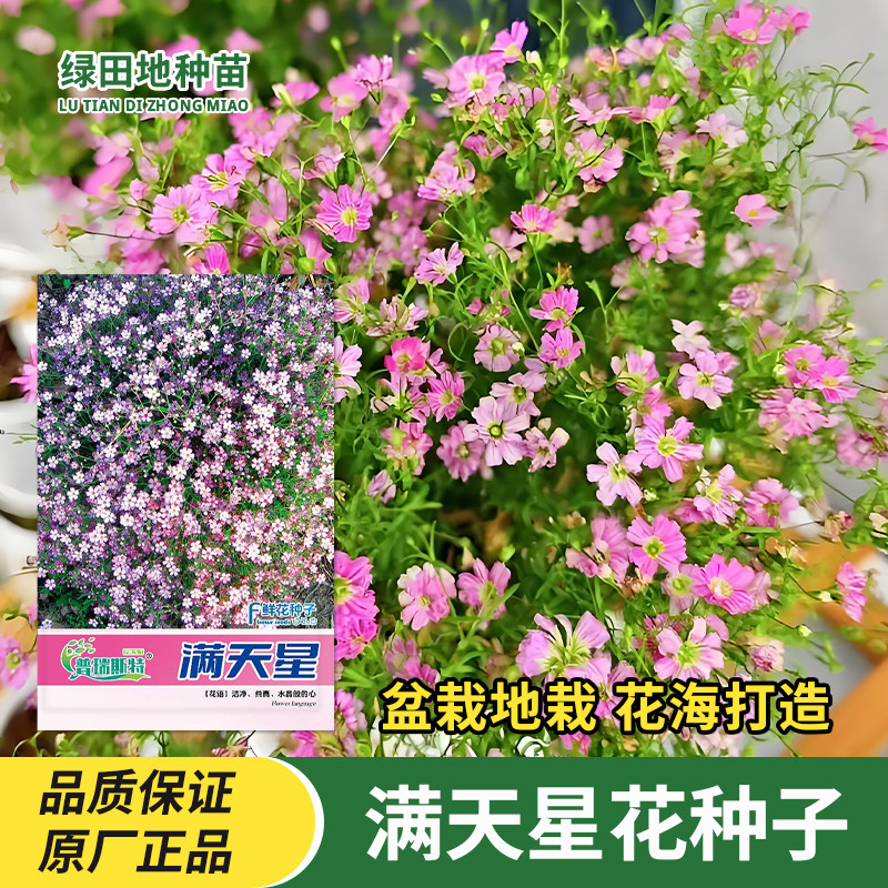 满天星鲜花种子四季种植