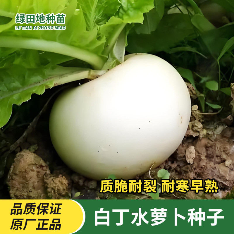 天津白丁水萝卜种子阳台盆栽四季白色樱桃萝卜籽水果种子蔬菜种子