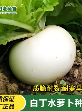 天津白丁水萝卜种子阳台盆栽四季白色樱桃萝卜籽水果种子蔬菜种子