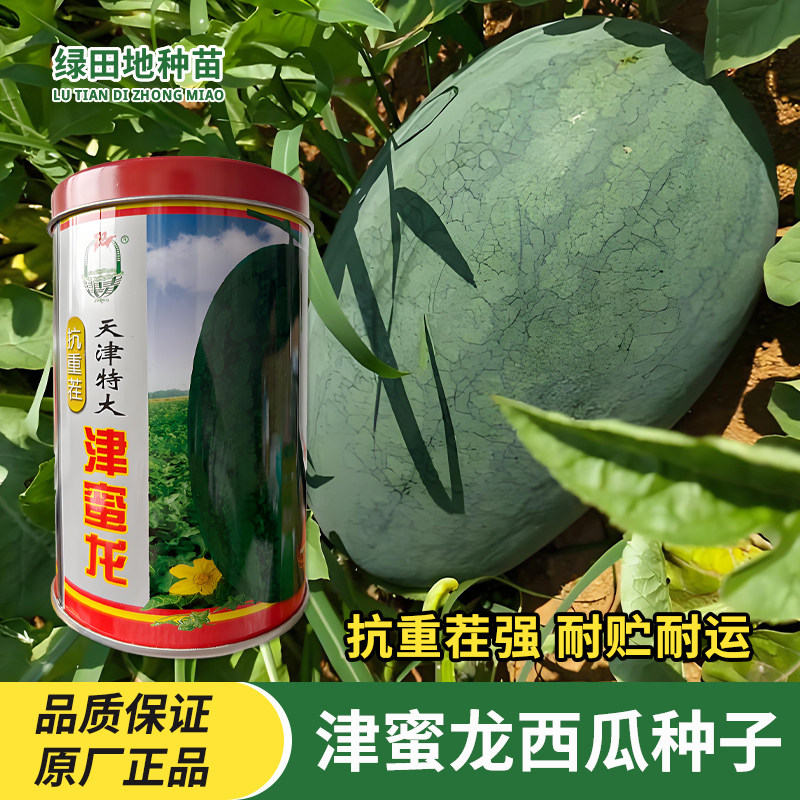 津北天津特大津蜜龙西瓜种子