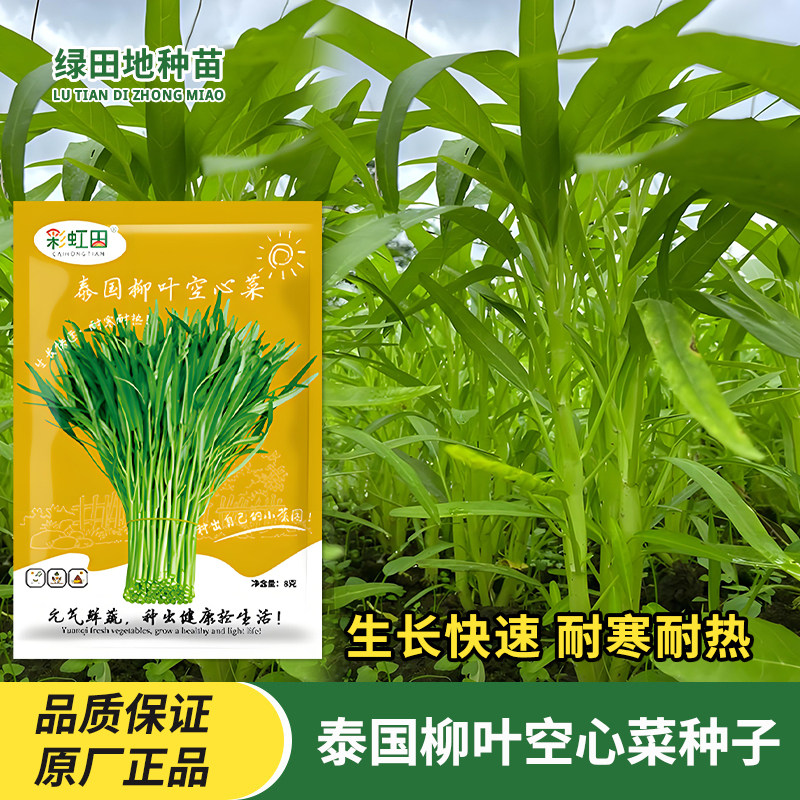 泰国柳叶空心菜种子蔬菜种子