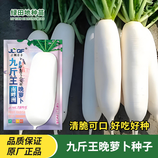 九斤王白萝卜种子晚萝卜种籽家庭蔬菜种子不空心春不老四季春秋季