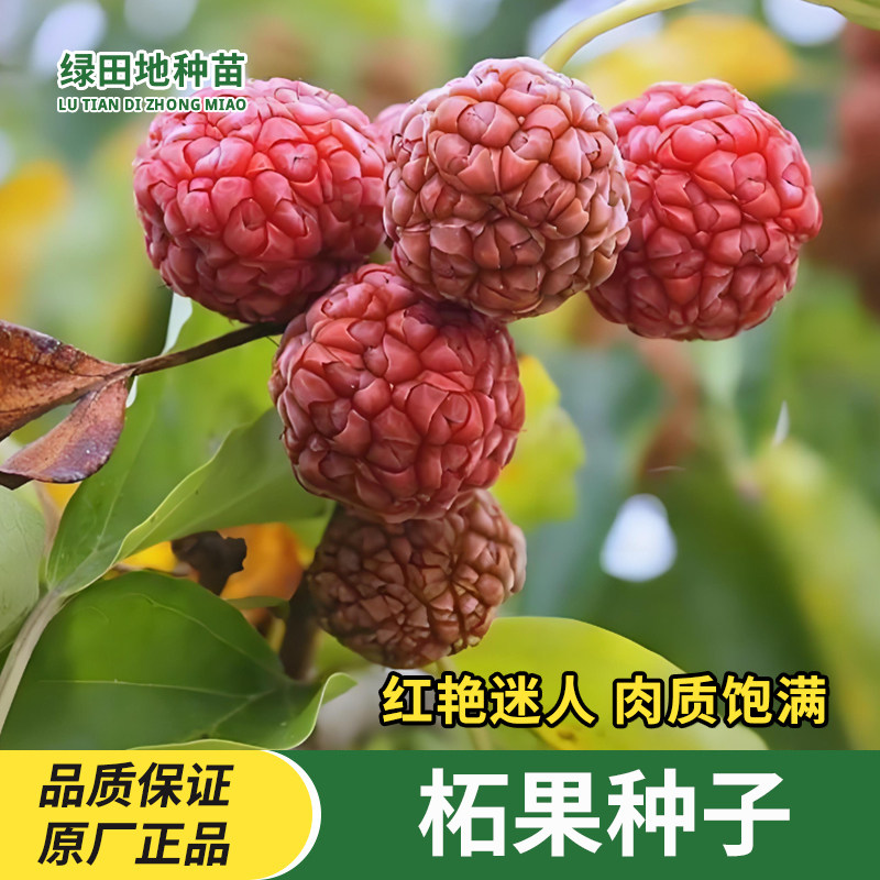 柘果种子柘实鸡粟子拓果种子钙果当季果树庭院果园春秋季水果种子