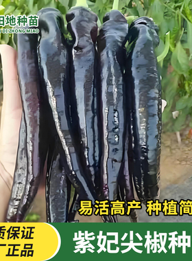 紫妃尖椒种子黑紫色辣椒种籽高产早熟牛角彩椒籽秋季四季蔬菜种子