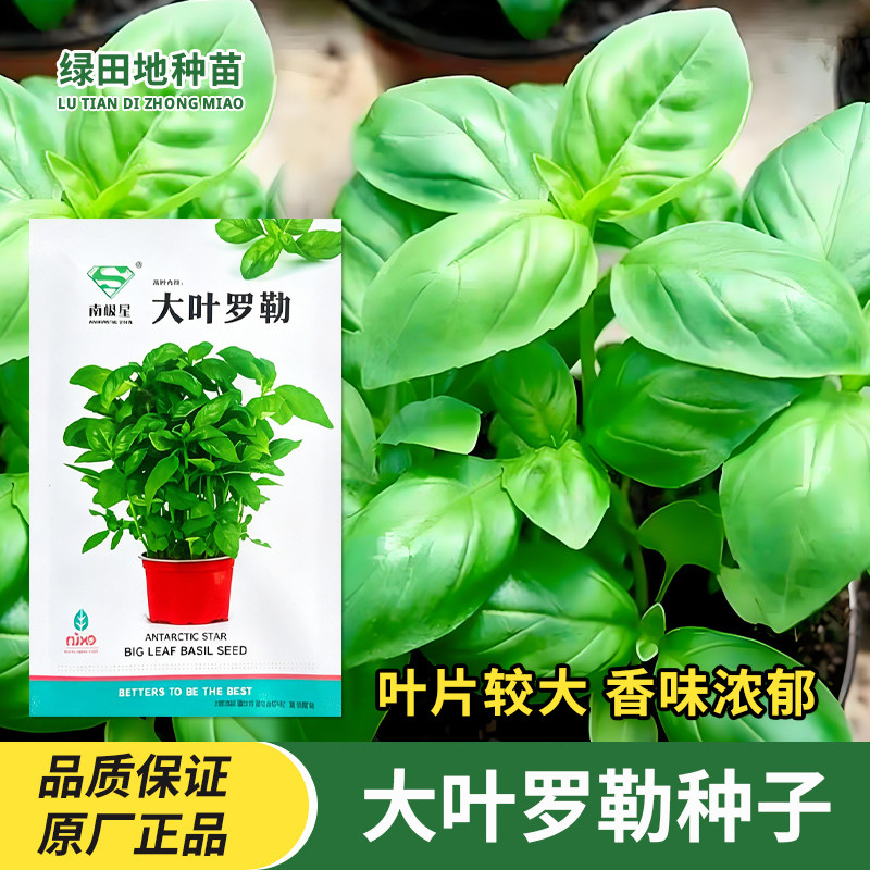 大叶罗勒种子食用观赏