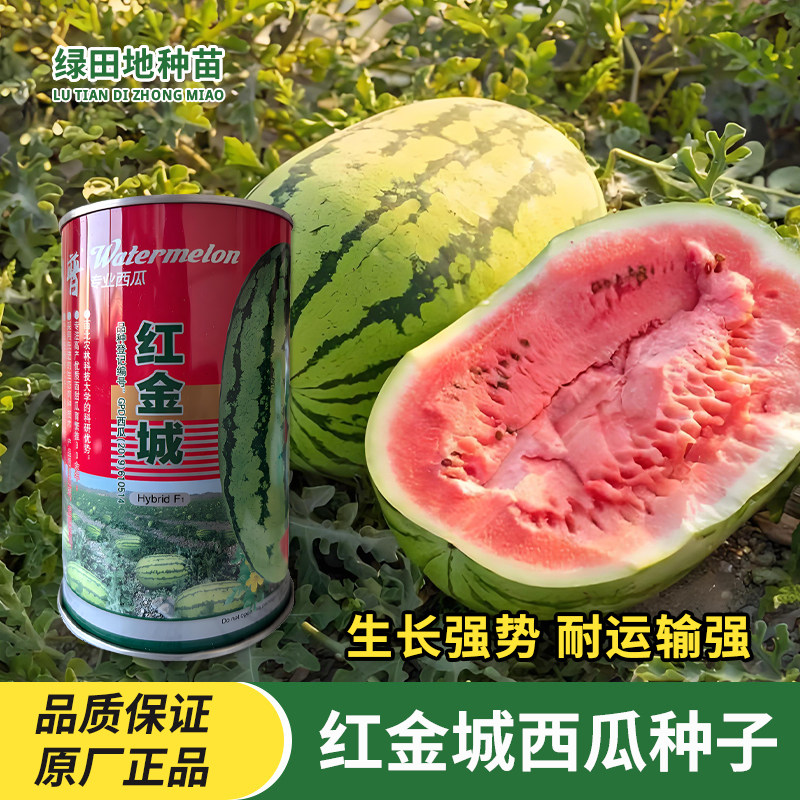 千普红金城西瓜种子水果种孑
