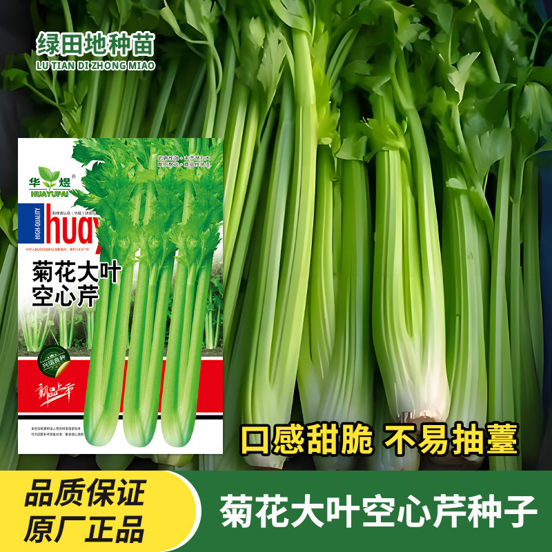 菊花大叶空心芹种子芹菜种籽