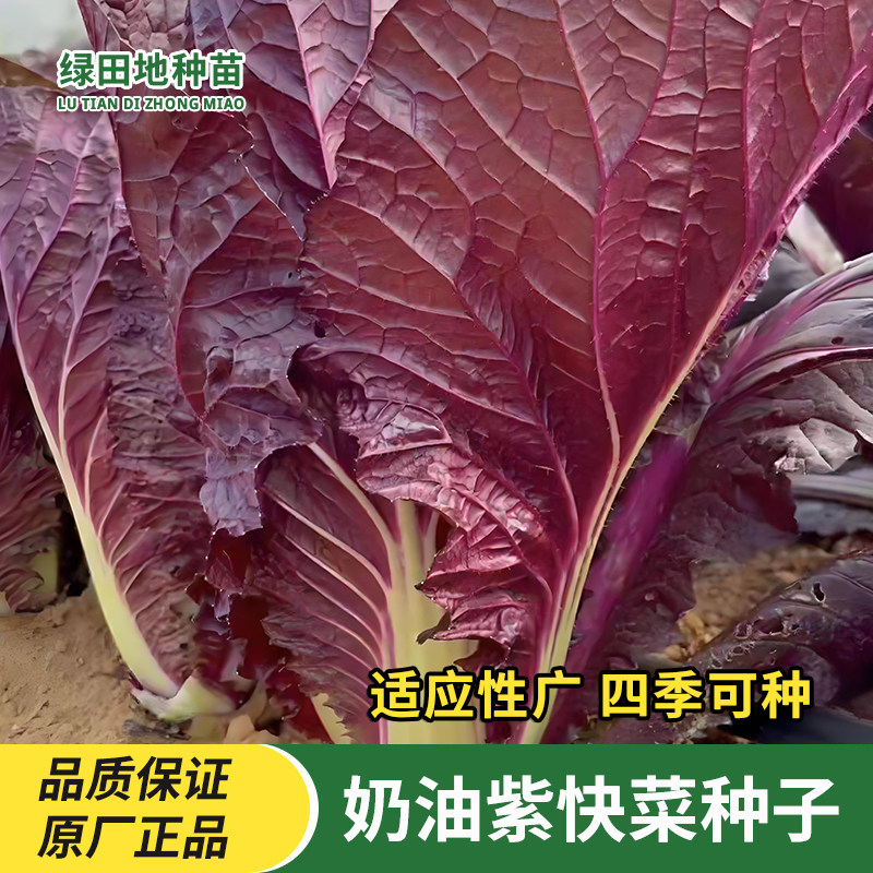 紫快菜种子小白菜籽蔬菜种子