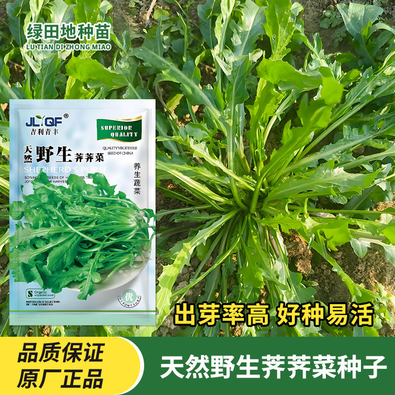 大叶荠荠菜种子野生食用