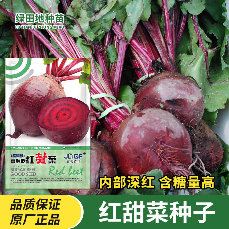 红甜菜紫菜头种子红菜头