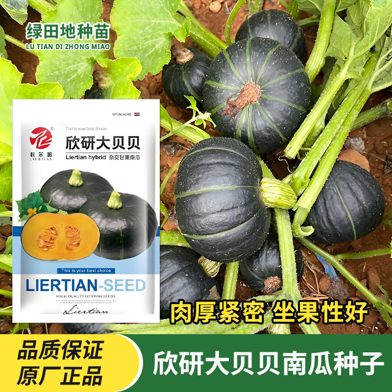 欣研大贝贝南瓜种子蔬菜种子