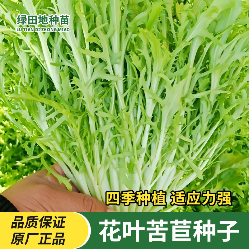 花叶苦苣苦菊种子黄心