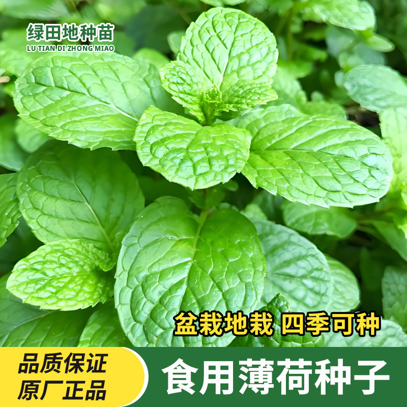 食用香水薄荷种子多年生