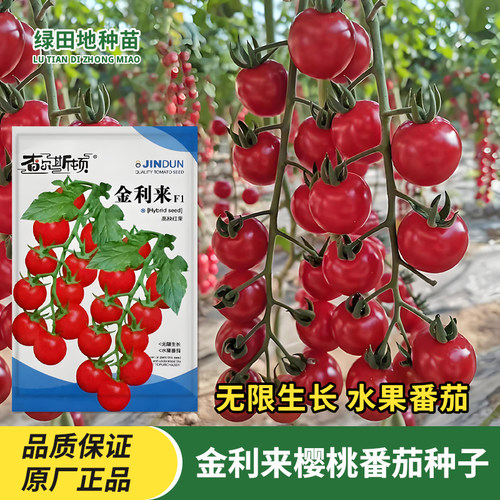 金利来F1樱桃番茄种子