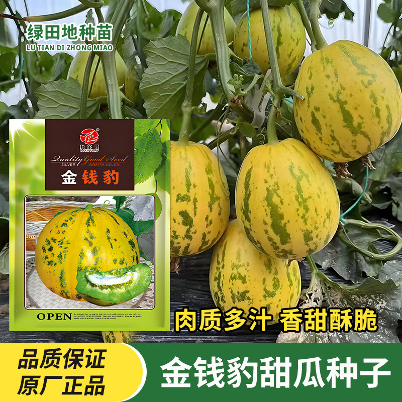 金钱豹甜瓜种子花皮豹点