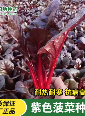 紫色菠菜种子紫菠菜红菠菜春季秋季四季播种庭院阳台农家蔬菜种子