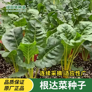 根达菜种子牛皮菜莙荙君达菜种籽易种四季播多年生多茬收蔬菜种子