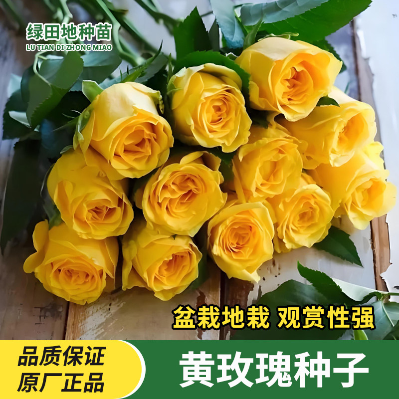 黄玫瑰种子黄色玫瑰花