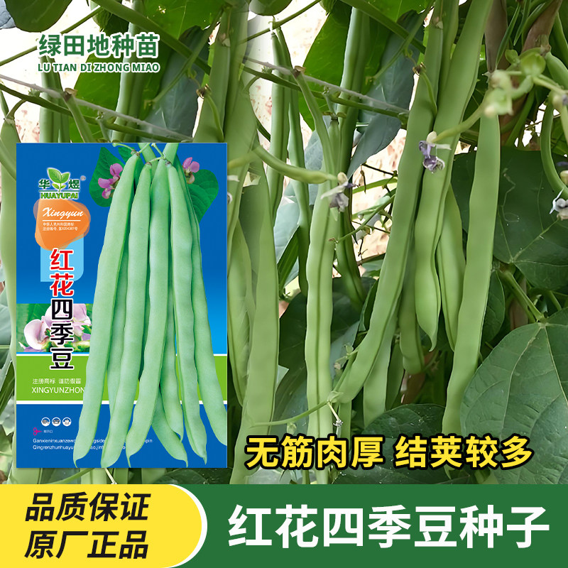 红花四季豆种子豆角种子