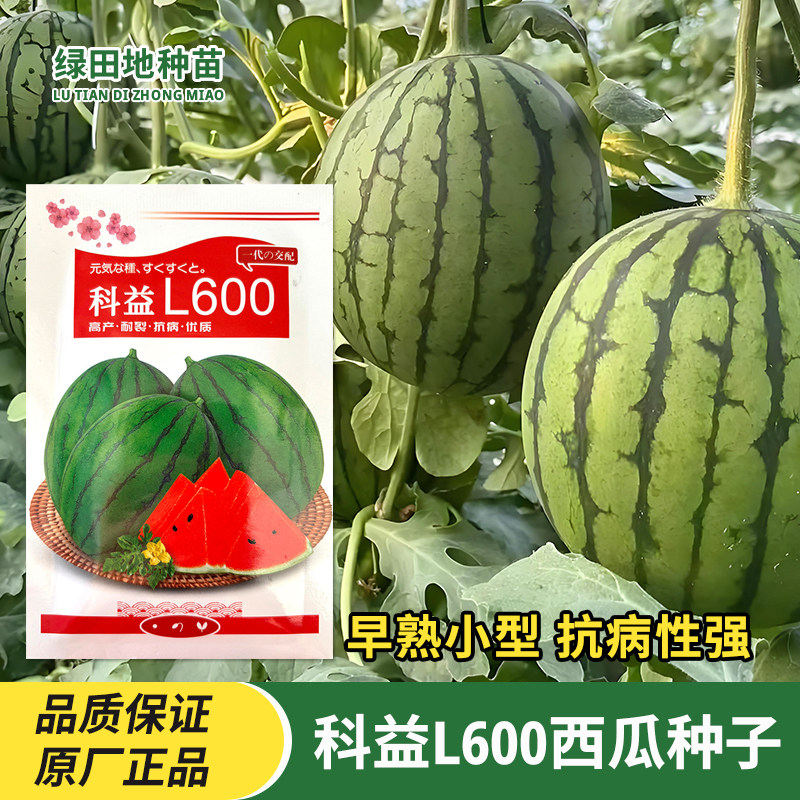 科益L600西瓜种子2K手撕小吊瓜