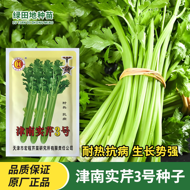 津南实芹3号芹菜种子西芹香芹四季耐热夏季秋季秋播田园蔬菜种子