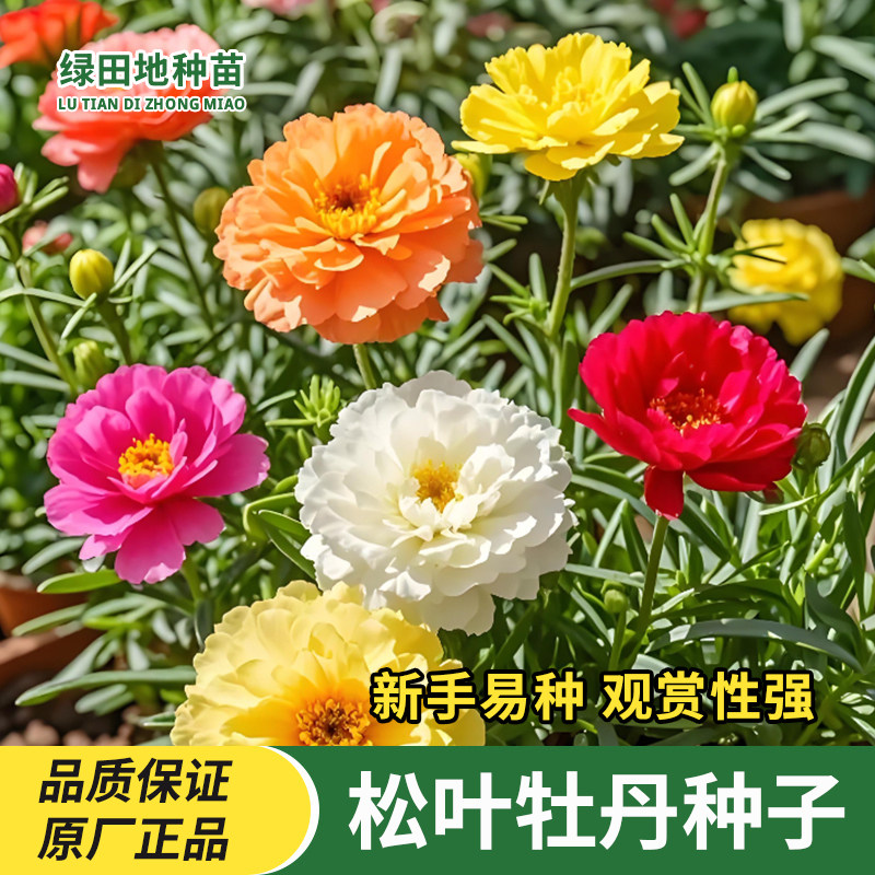 松叶牡丹花种子太阳花种子重瓣半枝莲四季种庭院盆栽鲜花花卉种子