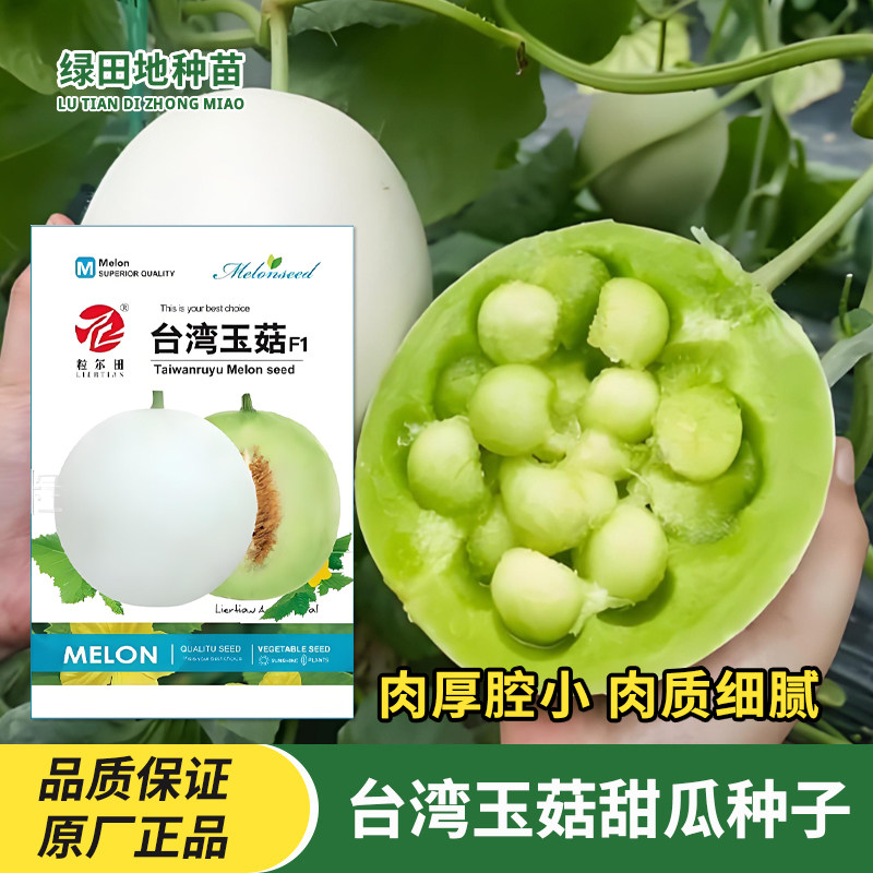 台湾玉菇甜瓜种子水果种子
