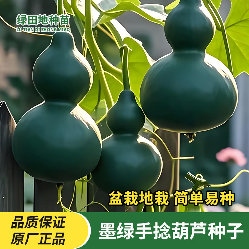 翠玉葫芦种子墨绿葫芦种子
