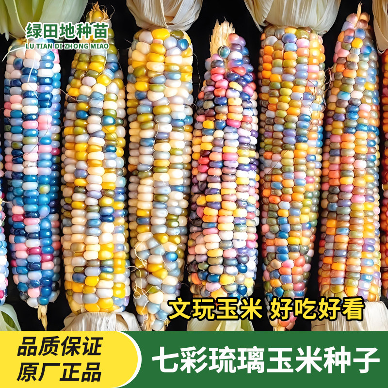 七彩琉璃玉米种子文玩玉米