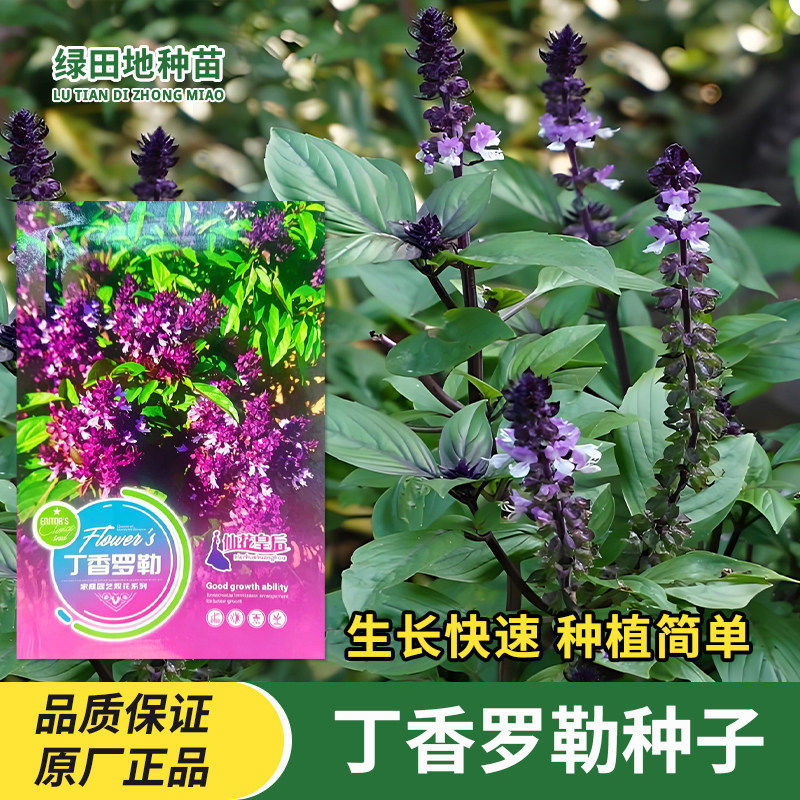 丁香罗勒种子芳食用观赏