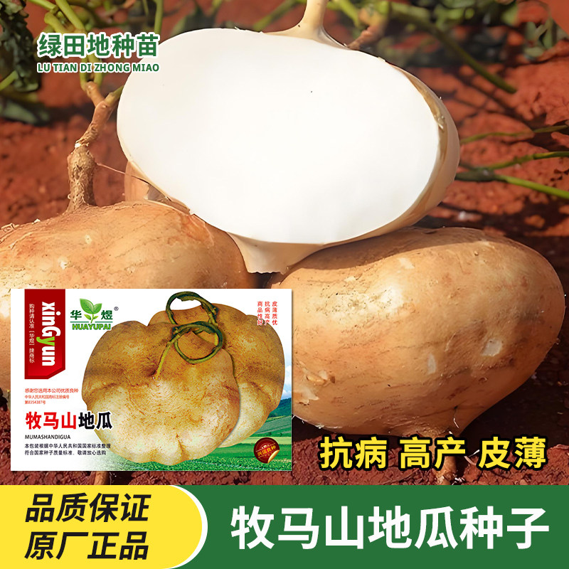 牧马山地瓜种子凉薯种子