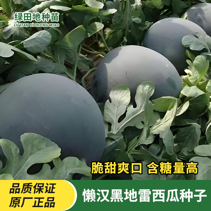懒汉黑地雷西瓜种子少籽黑皮红肉西瓜籽田园庭院四季瓜果水果种子