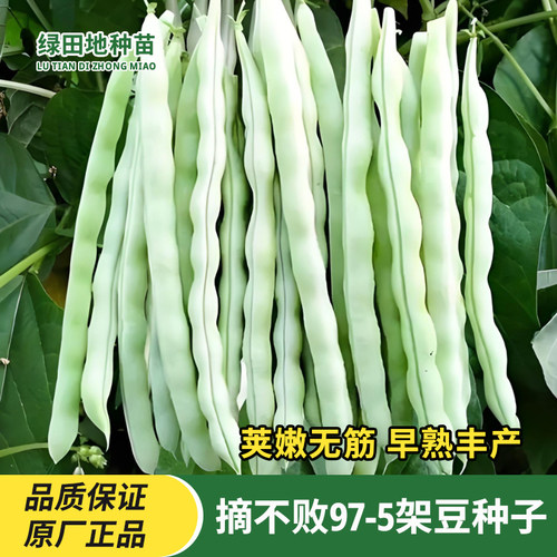 摘不败97-5架豆种子豆角种子