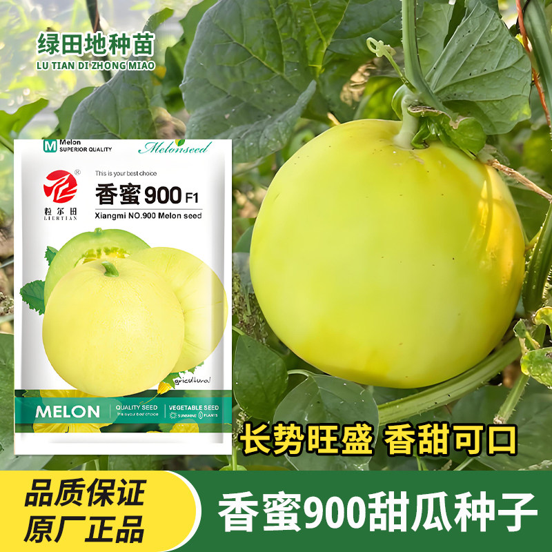 香蜜900甜瓜种子水果种子