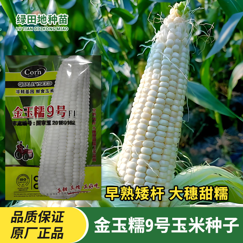 拖车头金玉糯9号玉米种子