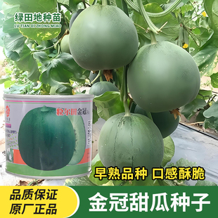 金冠F1甜瓜种子早熟高产绿皮绿肉脆肉香瓜种子家庭瓜果水果种子籽