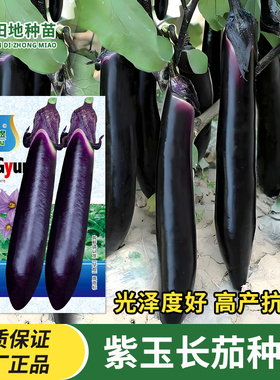 紫玉长茄子种子黑紫色大龙长茄杭茄紫把四季早熟高产抗病蔬菜种子