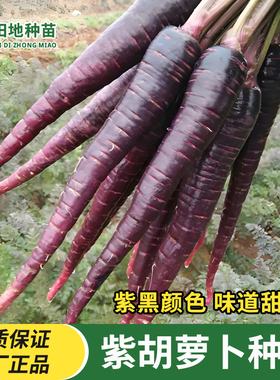 正品紫胡萝卜种子蔬菜种子籽紫红胡萝卜紫色红萝卜紫黑多汁春秋季