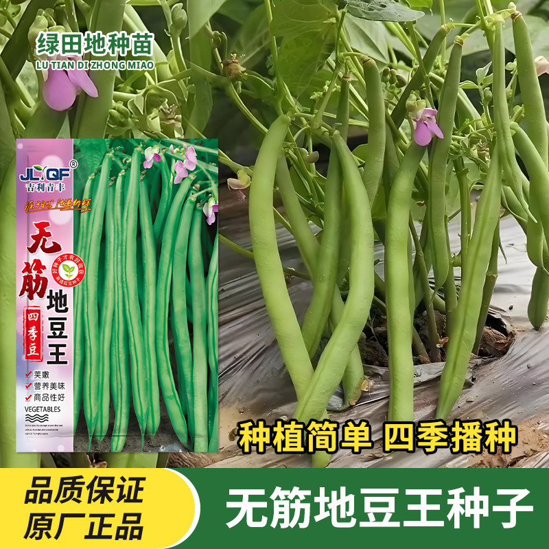 无筋地豆王四季豆种子高产地豆种子无架豆角无筋豆四季播蔬菜种子