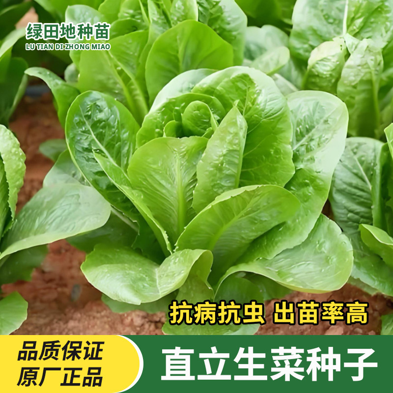 孔雀菜种子小菜园蔬菜种子