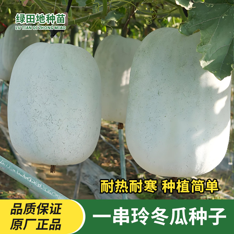 一串铃冬瓜种子迷你小冬瓜