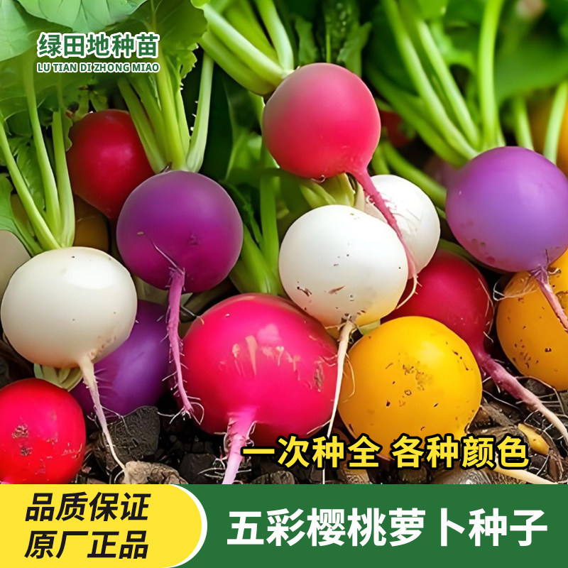 五彩樱桃萝卜种子水果萝卜