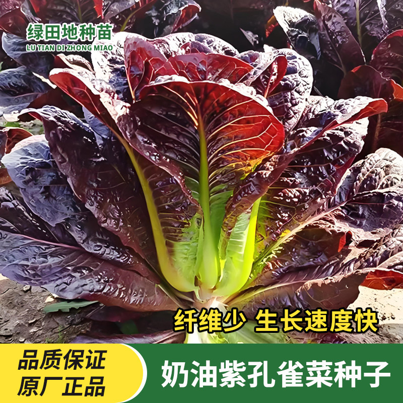 紫孔雀菜种子沙拉生菜种子
