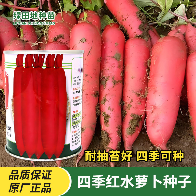 四季红水萝卜种子蔬菜籽