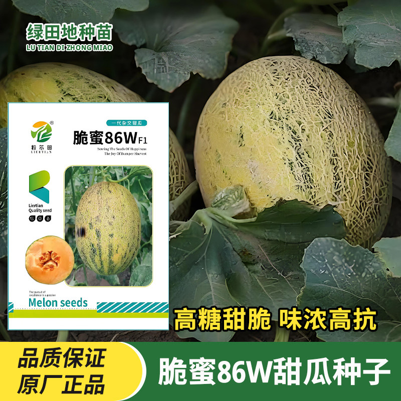 脆蜜86W甜瓜种子水果种子