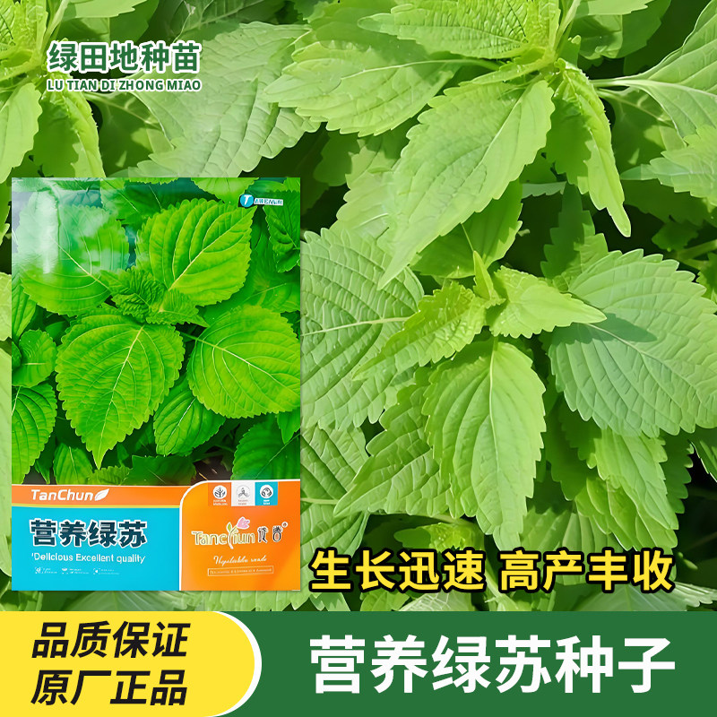 营养绿苏种子绿色苏子