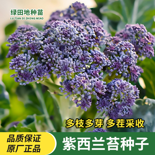紫色西兰苔种子种籽紫花西兰花芥兰芥蓝籽种四季秋季蔬菜种孑菜籽